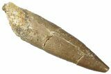 Fossil Plesiosaur (Zarafasaura) Tooth - Morocco #298294-1